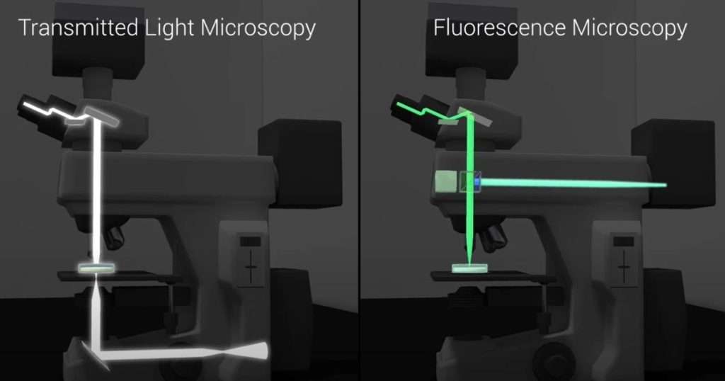 fluorescence microscope working principle