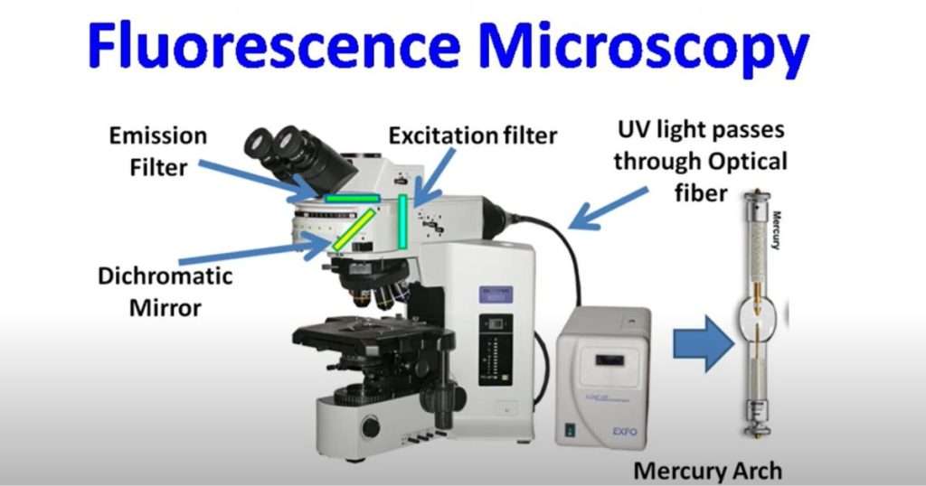 fluorescence microscope